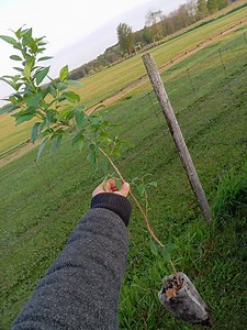 2yr Osage Orange (maclura Pomifera) Tree Hedge Seedlings, Strong Wood, Edible Seeds - Etsy Canada