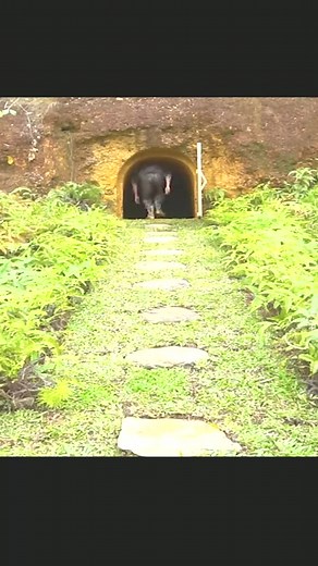 1.5K views · 18 reactions | Full 20 day primitive house build. Part 2 #bushcraft #primitive #primitivebuild #primitivehouse #building #build #shelter #camp #camping #foryou #viral | Bush Craft | Facebook