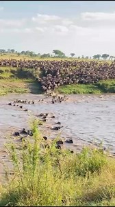 The Great Migration: Timing and Patterns of Wildebeest MovementThe migratory patterns of wildebeest, primarily found in the Serengeti ecosystem of Tanzania and the Maasai Mara in Kenya, are driven by seasonal changes in weather and the availability of grazing resources. The best time to observe this remarkable migration typically occurs between June and October, when wildebeest move in search of fresh pastures and water sources. During this period, they cross the Mara River, facing numerous chal