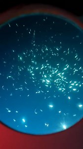 Last night at 100-400 feet, while in 1000 foot deep water. | Stanley Submarines - West End, Roatan, Honduras