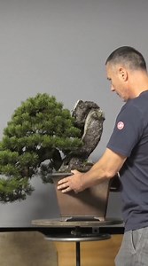 Mugo pine bonsai a classic tree with powerful character