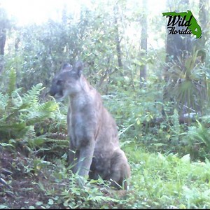 We can't stop watching this remote camera footage of Florida panthers, bears, river otters, deer, turkeys and bobcats. The Sunshine State is wild! Love wildlife and wild places? Join the Center for Biological Diversity's e-list of activists, citizen scientists and animal lovers here: https://bit.ly/2qE6gBz | Center for Biological Diversity