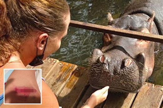 Raging hippo threw me like a rag doll & ripped my cousin’s intestines open