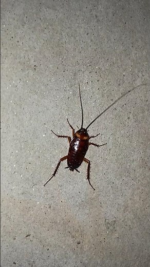 Cockroach Running on the Wall🪳| Real Life Creepy Moment! #cockroach #shorts #funnyshorts #shortsfeed