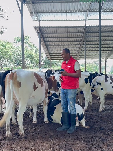 Holstein Friesian with Unusual Color Pattern on Ethiopian Farm
