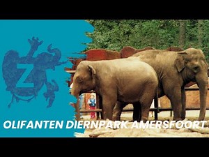 Terugblik: Dierenpark Amersfoort - Olifanten 90's