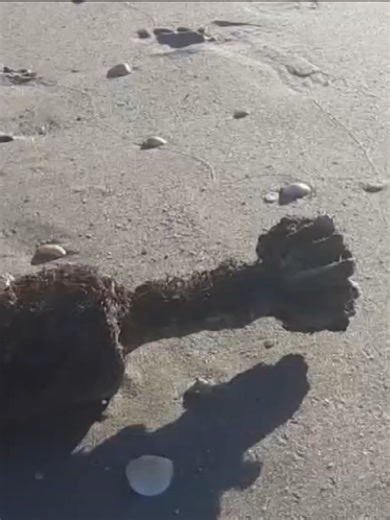 Diver Discovers WWII Bomb in Fort Pierce, Florida