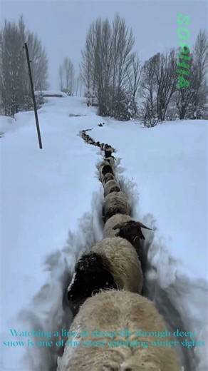 Sheep Clearing Snow Path in Winter Herding