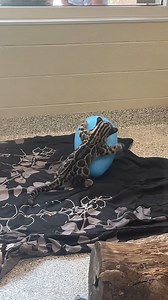 Our two new older clouded leopard cubs, Joker and Quinn, are practicing to become egg-perts in hunting and pouncing! As the egg seems to be winning (they’ll get ’em next time), the final tally is: 🥚: 5002 🐱: 1. | Nashville Zoo