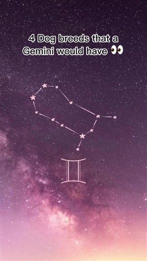 4 Perros que un Géminis Debería Tener