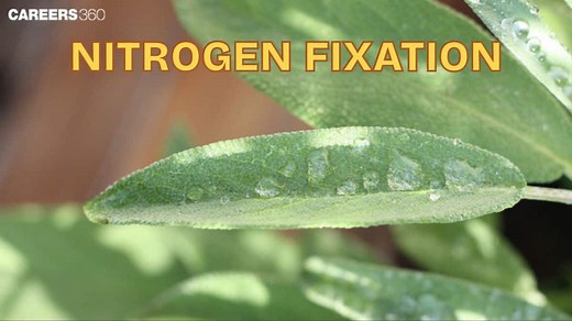 Nitrogen Fixation: Definition, Process, Examples, Types, & Facts