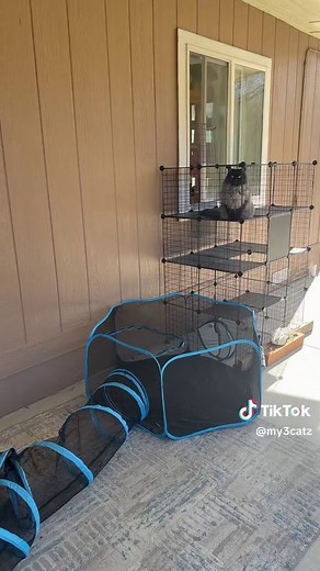 Charming Cat Room Tour: Decor and Setup Ideas