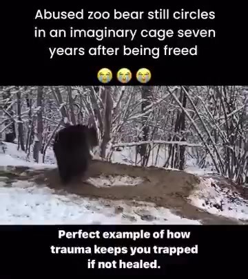 Despite being freed from captivity, a Bear named Ina continued to circle an imaginary cage after 20 years in a tiny zoo enclosure in Piatra Neamt, Romania. Rescued and relocated to the AMP Libearty Bear sanctuary, she now lives in a lush reserve with trees, a pool, and space to roam. Yet, the mental scars of her traumatic past persist. Her behavior highlights the deep, lasting impact of prolonged captivity, echoing how animals, like humans, can suffer from Complex PTSD. The sanctuary hopes Ina’s