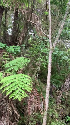 (Turn on the sound!). This is the call of the shining cuckoo / pīpīwharauroa. The one you hear in this video was spotted on the Waimahunga Track in Onerahi during our predator surveys (results coming soon!). These cuckoos are often heard but rarely seen. You may have noticed the distinctive call of the shining cuckoo around Whangārei since the start of spring. They spend their winters in the Solomon Islands and New Guinea before coming to Aotearoa to breed. Interestingly, these birds lay their e