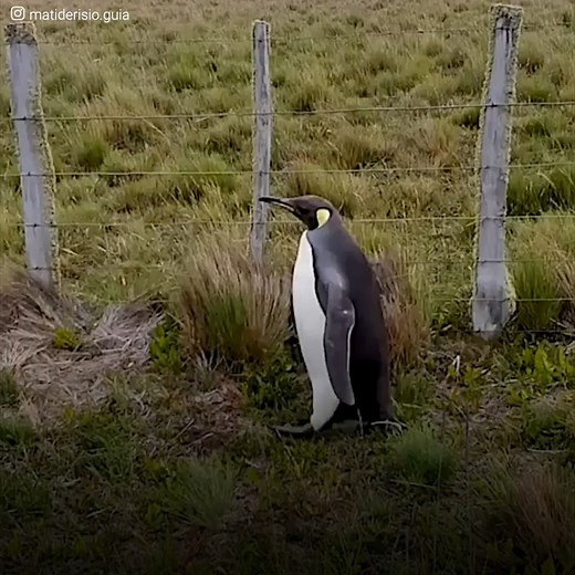 307K views · 4.5K reactions | This penguin walks away from the sea....