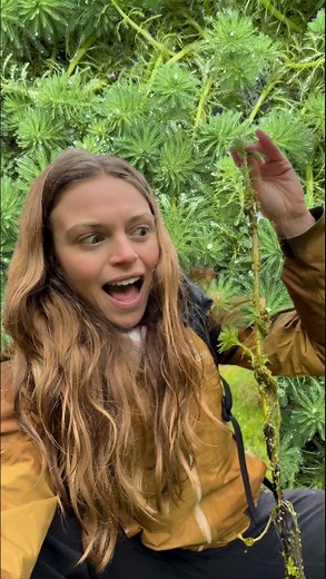 Have you seen this escapee? Parrot’s feather is an aquatic invasive plant threatening water ecosystems across North America. Originally from South America, it was introduced through aquariums and water gardens but has spread into lakes, rivers, and wetlands. Parrot’s Feather spreads quickly and takes over aquatic environments, forming thick mats that block sunlight and reduce oxygen in the water. It clogs up the water column, which reduces the water and habitat quality for native plants and anim