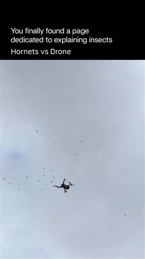Explaining Insects 🦋 on Instagram: "Hornets are so big and powerful that when they work together, they can overwhelm and disable drones in a way that looks almost coordinated. Their large body mass, strong mandibles, and aggressive swarm behavior allow multiple hornets to latch onto a drone at once, disrupting its balance, damaging propellers, and forcing it out of the air. Some species instinctively target moving, noisy objects they perceive as threats, reacting much like they would to a preda