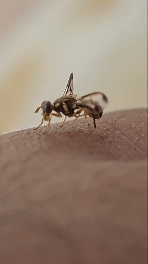 the Oriental fruit fly (Bactrocera dorsalis) or Queensland fruit fly (Bactrocera tryoni), #nature