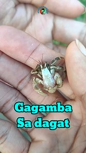 27K views · 157 reactions | Gagamba sa Dagat Rare species Spider #funnyvideos #funnymemes #gagamba #Spiderhunt #funnyreels #fbreelsfypシ゚viralシ #Jitbuy | Jitbuy TV | Facebook