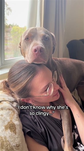 Understanding Clingy Behavior in Dogs: The Pitbull Connection