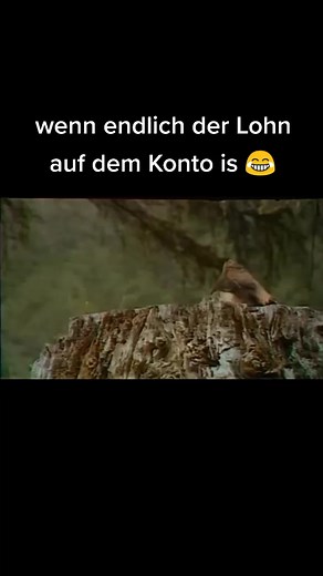 #song #flute #tune #foryou #funny #laugh #fyp Flute Tune, feier das 😂 #nojoke wer feierts noch ? 😂 Richtiges Meme