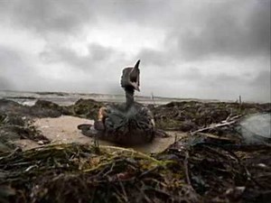 The Sad Story of Oiled Birds