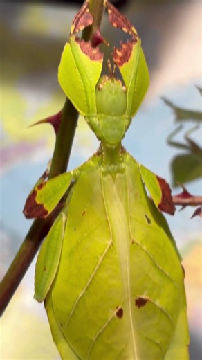 Adult shiny female of Phyllium mabantai Davao de Oro 🇵🇭🍫