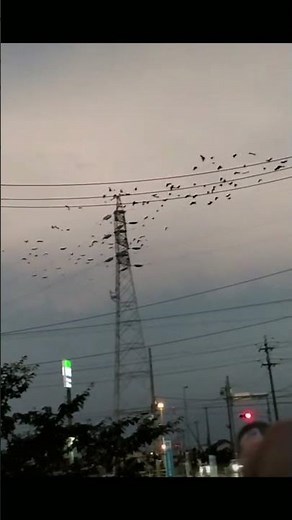 カラスを追い払う新方法