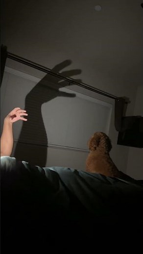 Fighting demons (shadow puppets) 😂🐶💥