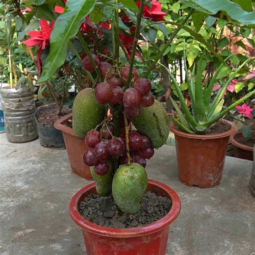 The Secret To Growing Trees Will Surprise You | DIY Balcony Garden