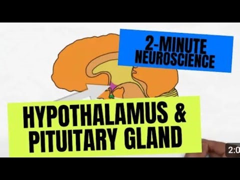 Hypothalamic infundibulum || Pituitary gland connection with Hypothalamus #Neuroanatomy #Mbbs
