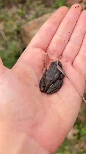 Pacific chorus frog. #frog