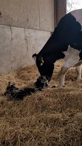 5.6K views · 254 reactions | New calf time! This guy was one of a pile of calves born today, in the warmer weather, thankfully | Dettmann Dairy Farms | Facebook