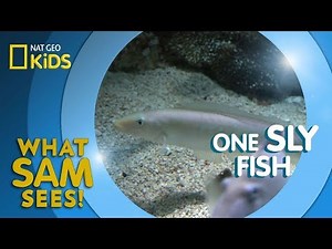 One Sly Fish | What Sam Sees