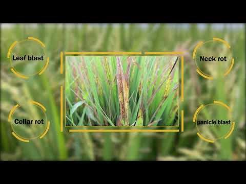 How to control Rice blast?
