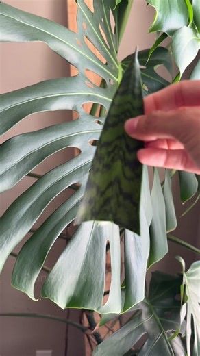 After many years of failed snake plant propagations, here’s what I did to finally have success! Snake plant cuttings would always mush and I found no success with propagating until I tried these methods. Once I cut, since it’s a succulent, I did let it sit overnight before placing in water and perlite. I changed water if it was murky or just topped it off with fresh water. And here we are a year later! Have you had success with snake plant propagation and if you did, what was your preferred meth