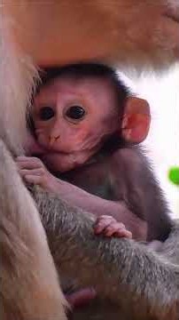 Very Nice Wild Baby Monkey Moments #monkey #wildlifeentertainment #babymonkey #animallife #animals