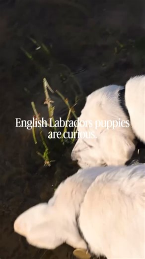 . Oh puppies 🥰 They bring so much life and joy! . #puppy #englishlabrador #whiteenglishlab #englishlab #labrador #labbreeder #fyp #lablove #puppylife | Hickory Bluff Labradors LLC