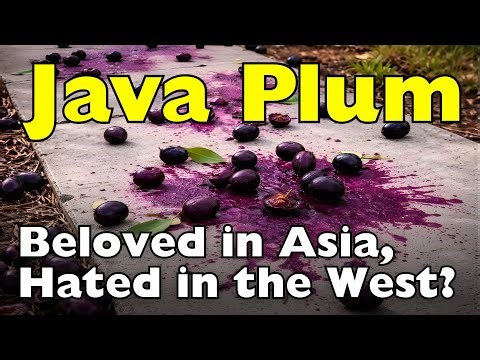 Why Java Plum Is Loved in Asia but Hated in the West [ID0625]
