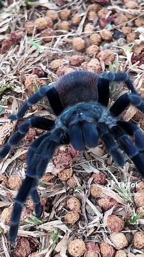 Explore the Giant Brazilian Blue Tarantula - Nature's Beauty