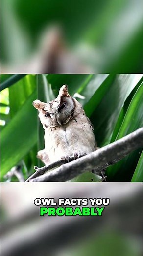 10 Owl Facts: You Won't Believe These Amazing Secrets! #shorts