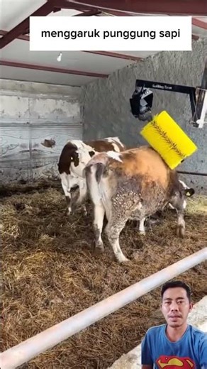 cow back scratcher #viral #trending #funny #reaction #tutorial #shorts