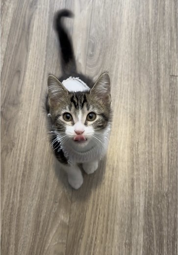 Soba's Recovery After Neutering: A Cozy Story