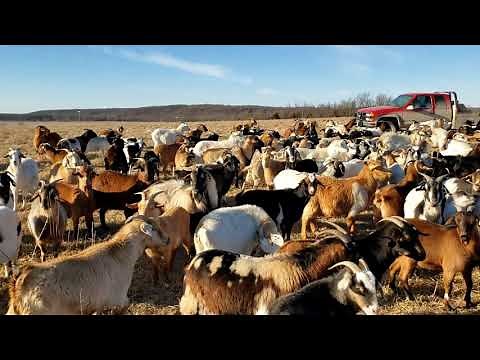 What Breed of Goat Is The Best?