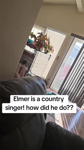 Elmer was yapping for 10 mins straight like a wild banshee. #dogsogtiktok #petlover