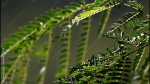 close up of leaf, Videos For looping, Looping, Nature Footage, Footage in Nature, Plants, Horizontal Footage, Footage for youtube, beautiful nature footage, footage in nature, Nature