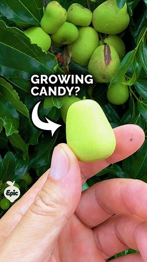 Jujubes aren't just the candy you see at the movie theater! Jujube trees, also known as Chinese dates, are these awesome plants that not only look gorgeous but also give you delicious, apple-like fruits that taste amazing, dried or fresh. Native to China, they've been cultivated for over 4,000 years, making them one of the first domesticated trees ever. Better yet, they're super easy to grow. They're drought-tolerant, which is a dream for anyone who might sometimes...uh, forget to water their pl