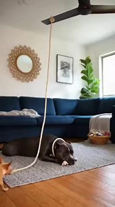 8.6M views · 142K reactions | Chihuahua Tied the Big Dog to the Fan...