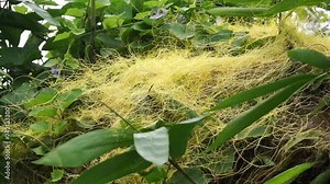 Cuscuta (tali putri, dodder, amarbel). Dodder is parasitic on a very wide variety of plants, including a number of agricultural and horticultural crop species Stock Video