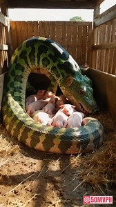 38K views · 127 reactions | The python mistook the piglet for its own | Viral page | Facebook